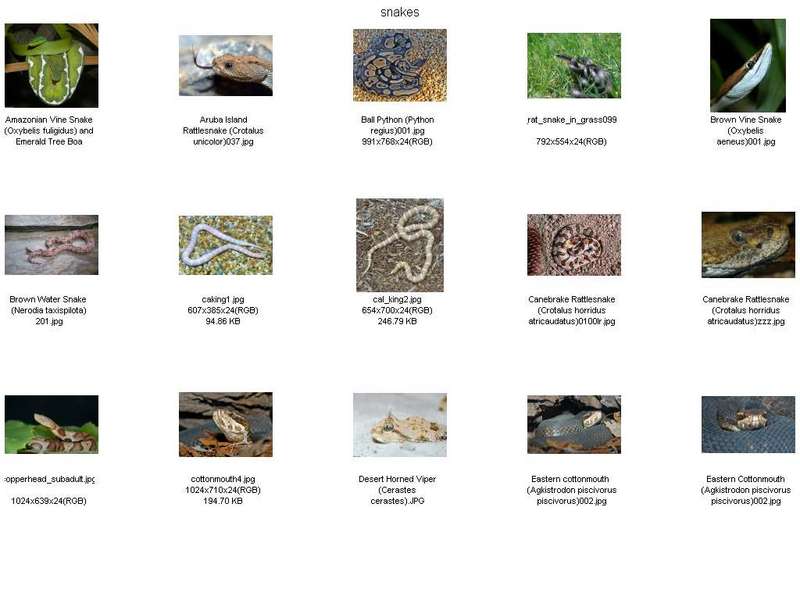 !! Snake Contact Sheet01.jpg