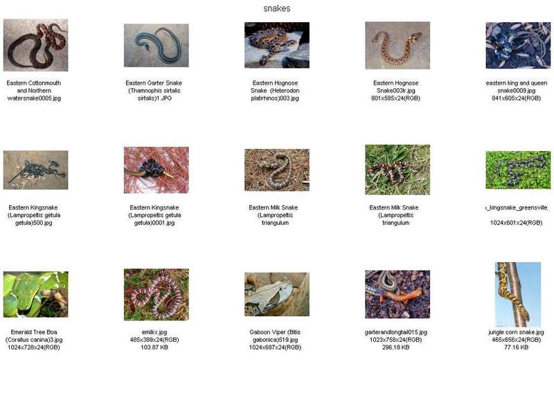 !! Snake Contact Sheet02.jpg