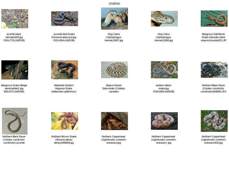 !! Snake Contact Sheet03.jpg