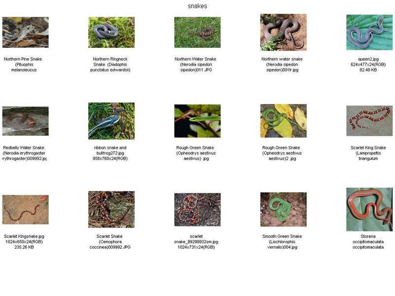 !! Snake Contact Sheet04.jpg