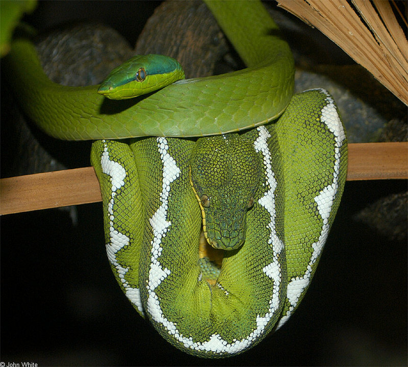 Amazonian Vine Snake (Oxybelis fuligidus) and Emerald Tree Boa (Corallus canina).jpg