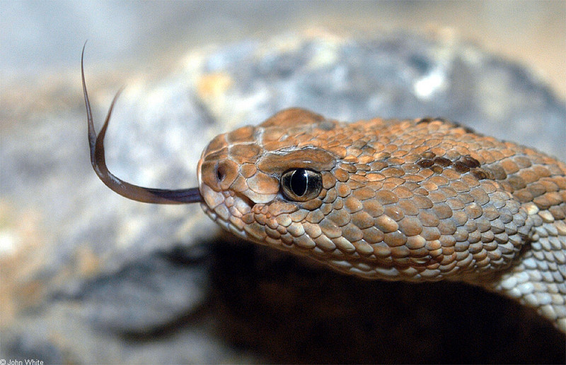 Aruba Island Rattlesnake (Crotalus unicolor)037.jpg