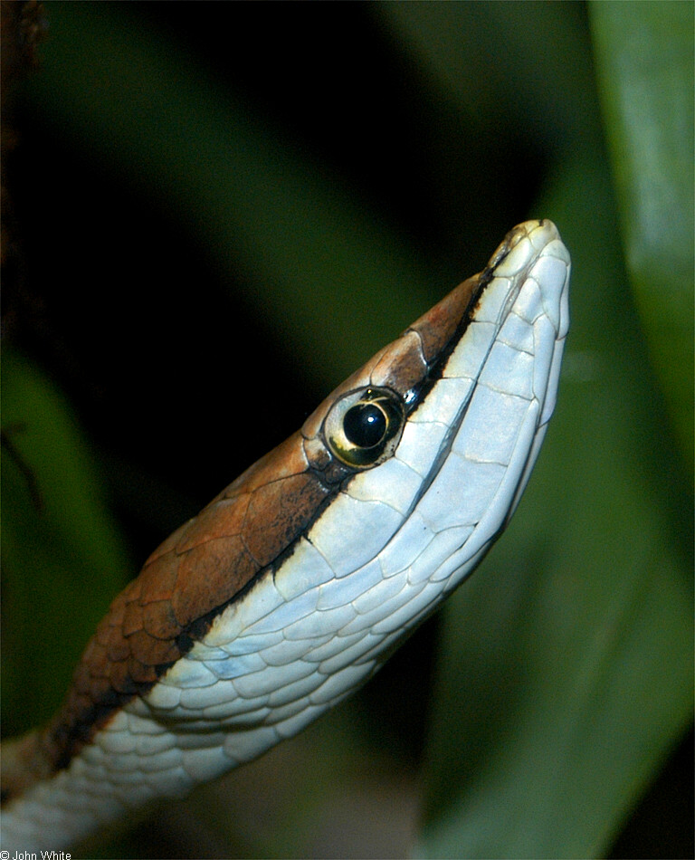Brown Vine Snake (Oxybelis aeneus)001.jpg