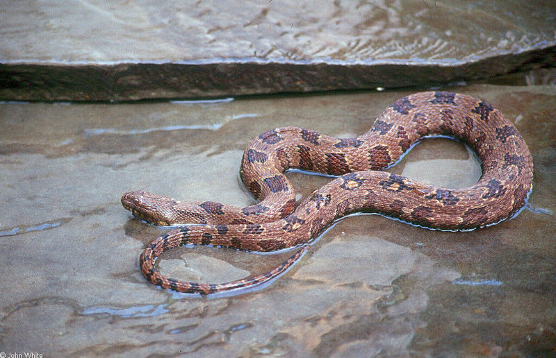 Brown Water Snake (Nerodia taxispilota) 201.jpg