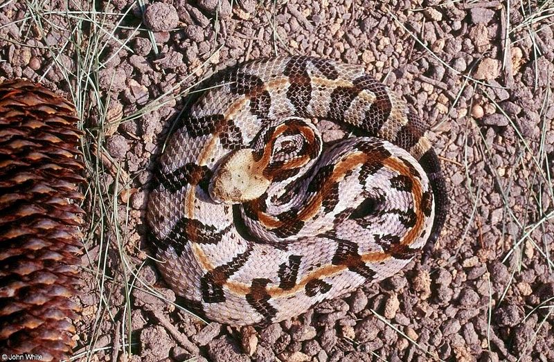 Canebrake Rattlesnake (Crotalus horridus atricaudatus)0100lr.jpg