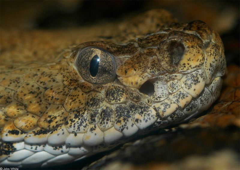 Canebrake Rattlesnake (Crotalus horridus atricaudatus)zzz.jpg