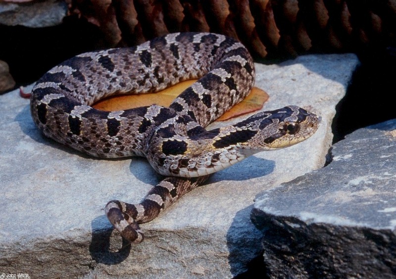 Eastern Hognose Snake (Heterodon platirhinos)003.jpg