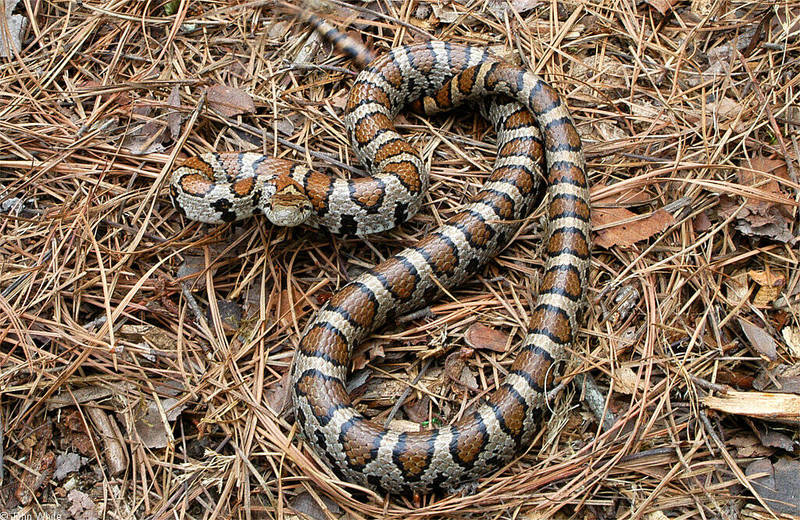 Eastern Milk Snake (Lampropeltis triangulum triangulum)009.jpg