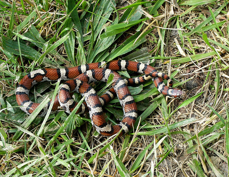 Eastern Milk Snake (Lampropeltis triangulum triangulum)099921.jpg