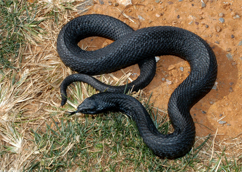 Melanistic Eastern Hognose Snake (Heterodon platirhinos) 001232.jpg