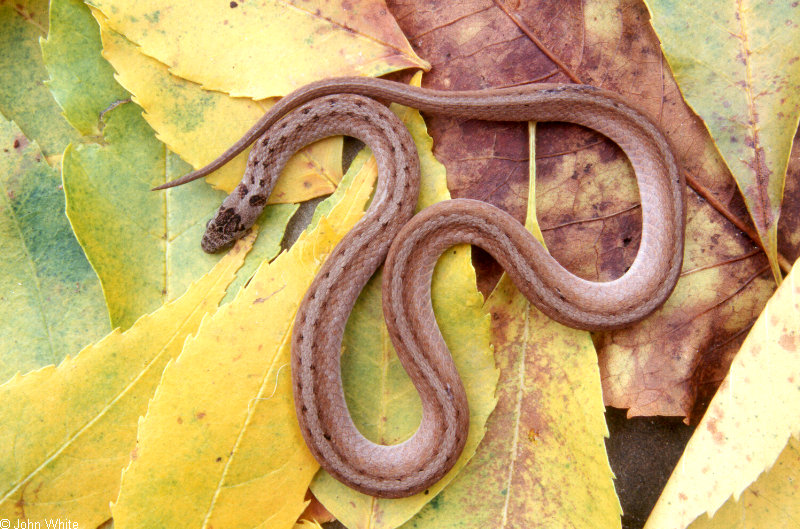Northern Brown Snake (Storeria dekayi dekayi)499909.jpg