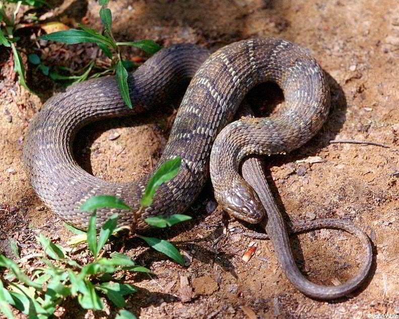 Northern water snake (Nerodia sipedon sipedon)001lr.jpg