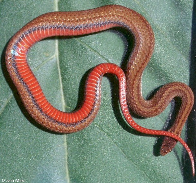 Storeria occipitomaculata occipitomaculata (Northern Red-bellied Snake)324.jpg
