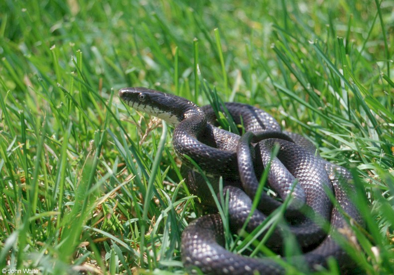 black rat snake in grass09991.jpg