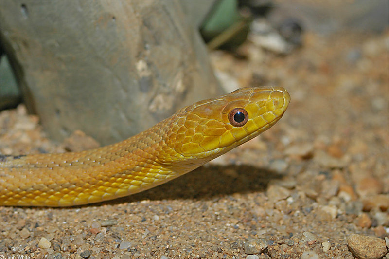 Yellow Rat Snake (Elaphe obsoleta quadrivittata).jpg