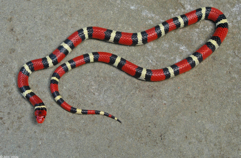 Scarlet King Snake (Lampropeltis triangulum elapsoides)001.jpg