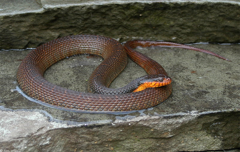 Redbelly Water Snake (Nerodia erythrogaster erythrogaster)009992.jpg