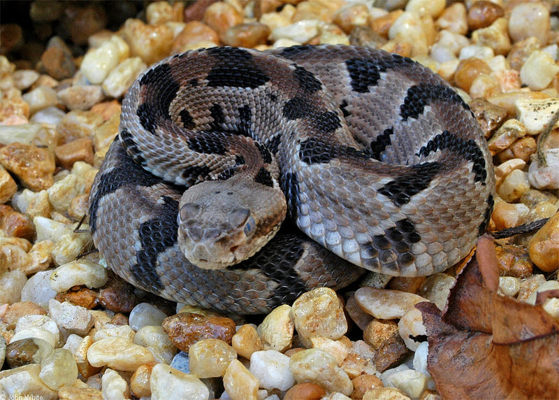 Timber Rattlesnake (Crotalus horridus)012.jpg