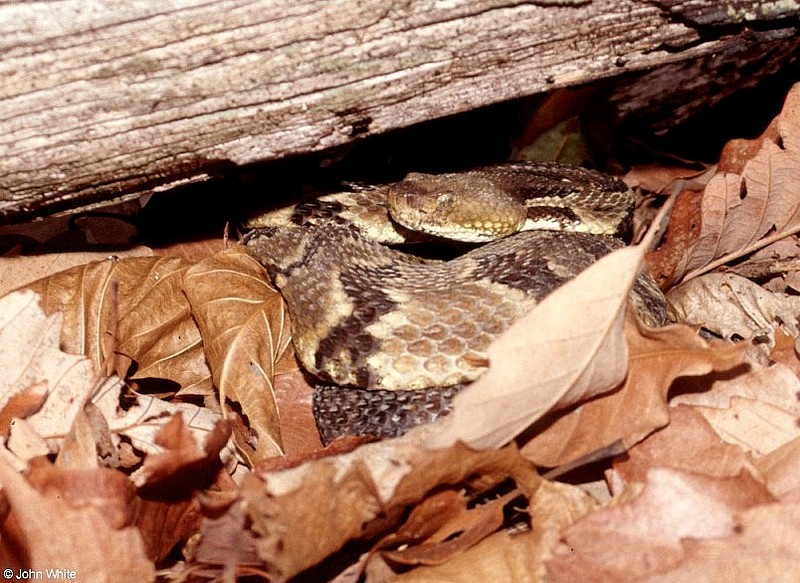 Timber Rattlesnake (Crotalus horridus horridus)303.jpg