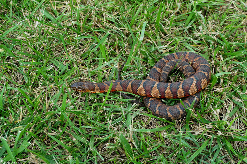 Northern Water Snake (Nerodia sipedon sipedon)011.jpg