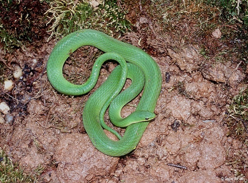 Smooth Green Snake (Liochlorophis vernalis)004.jpg