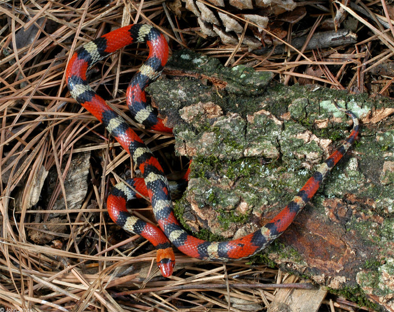 Scarlet Snake (Cemophora coccinea)009992.jpg