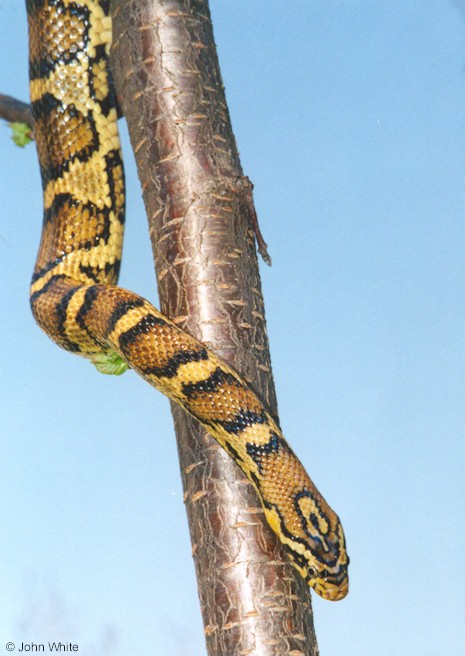 jungle corn snake.jpg