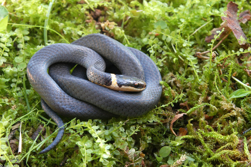 Northern Ringneck Snake (Diadophis punctatus edwardsii) 004.jpg