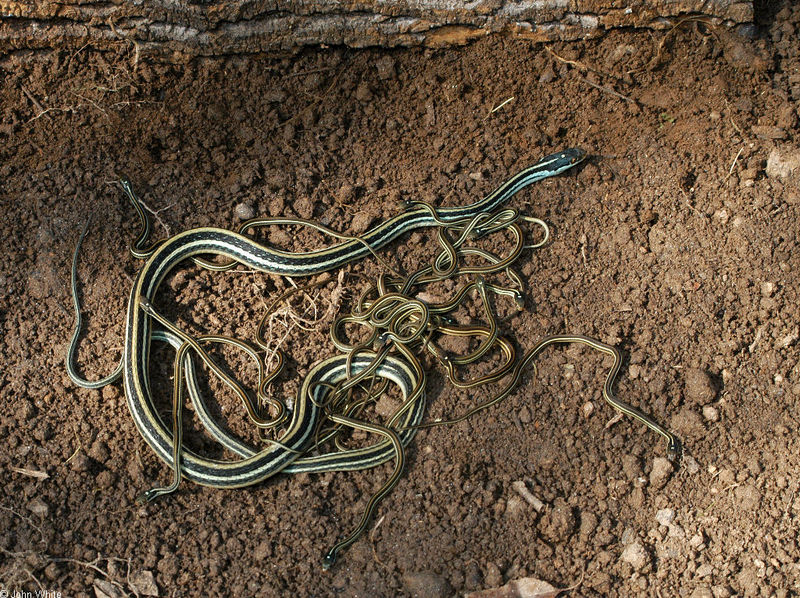 Western Ribbon Snake (Thamnophis proximus)001.jpg