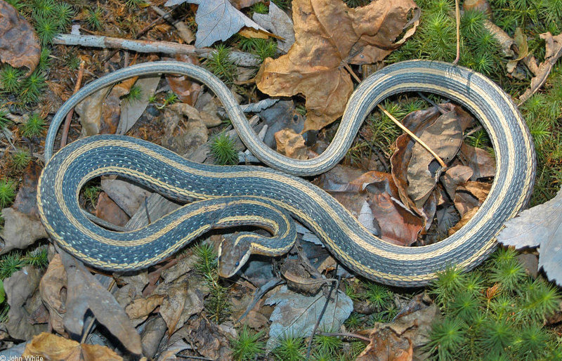 eastern ribbon snake.jpg