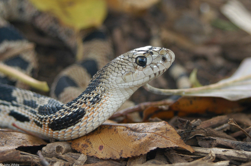 Northern Pine Snake (Pituophis melanoleucus melanoleucus) 100.jpg