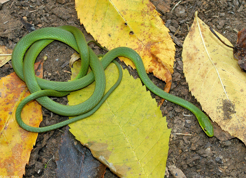 Rough Green Snake (Opheodrys aestivus aestivus)2.jpg