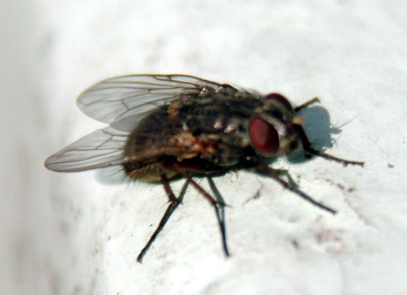 DSCF1452.jpg
