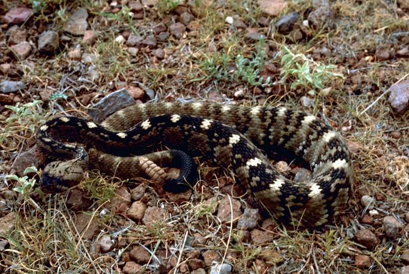 Black-tailed Rattle Snake.jpg
