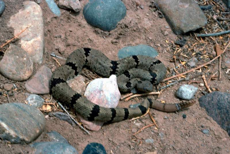 Banded Rock Rattlesnake.jpg
