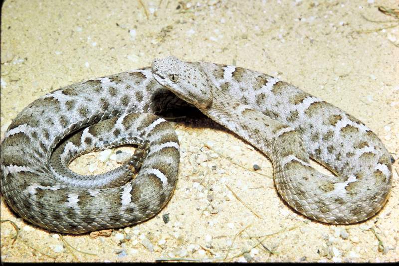 Mexican Ridged Nosed Rattlesnake.jpg