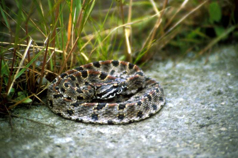 Pigmy Rattlesnake.jpg