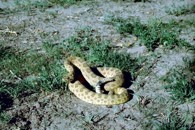 Prairie rattlesnake.jpg