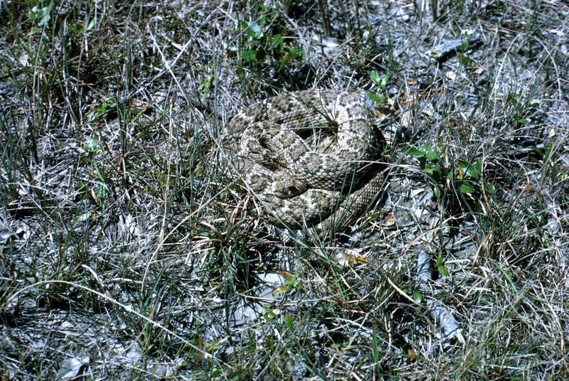 Western Diamondback Rattlesnake.jpg