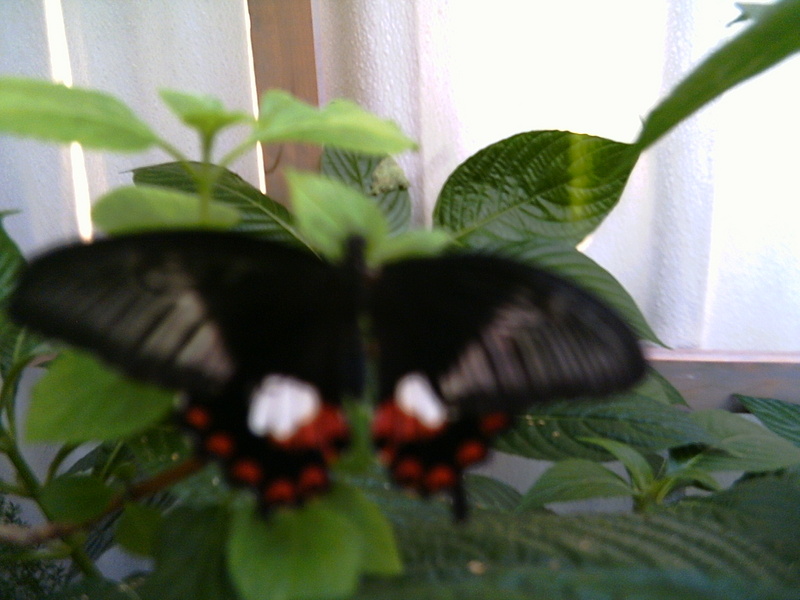 butterflies 011.jpg