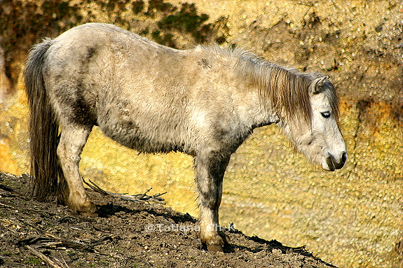 IMG 2135 a.JPG