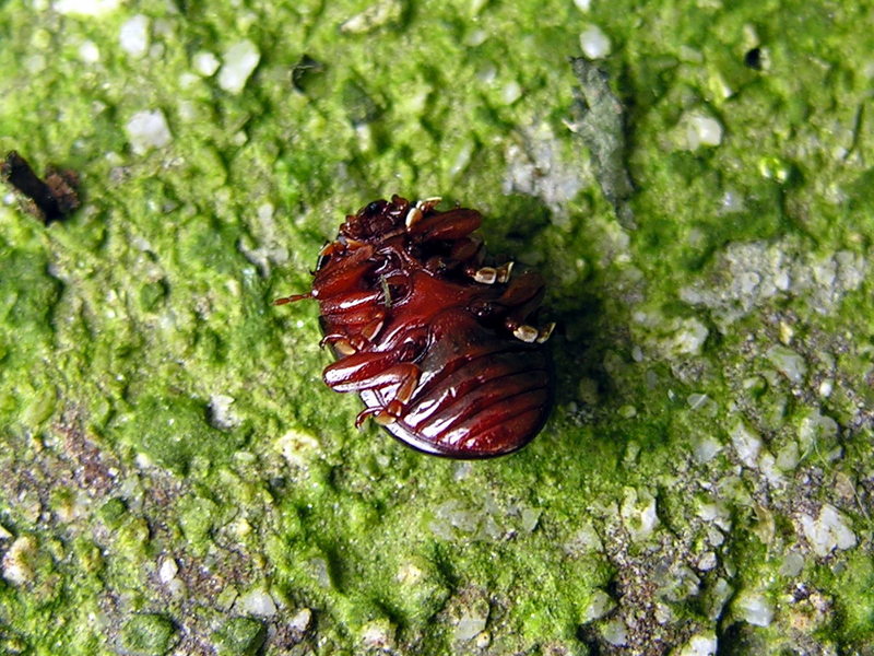escaravello 190.jpg