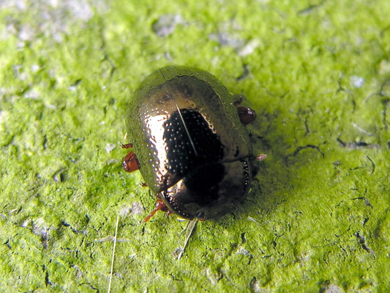 escaravello 191.jpg