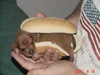 dog and bread.jpg