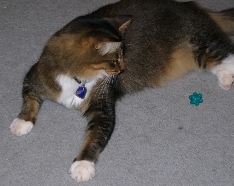 cleotoy1.jpg