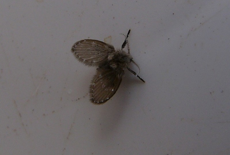 sat6fly2.jpg