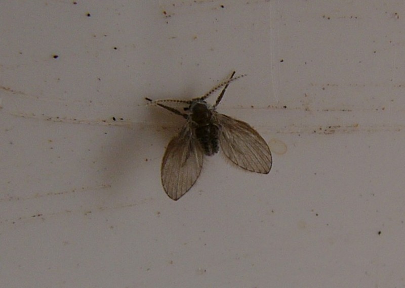 sat6fly1.jpg