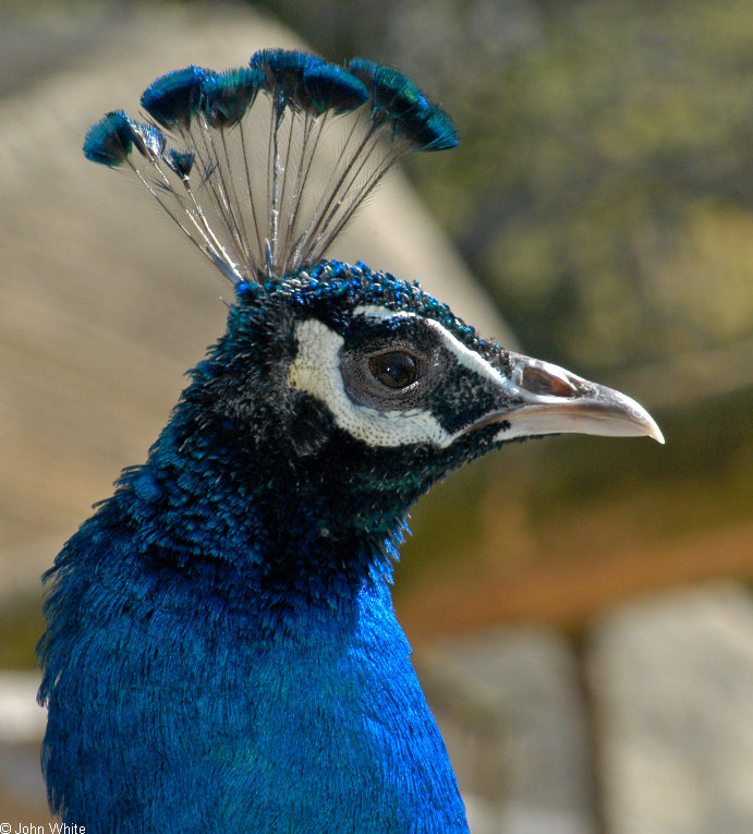 Indian Peacock (Pavo cristatus).jpg