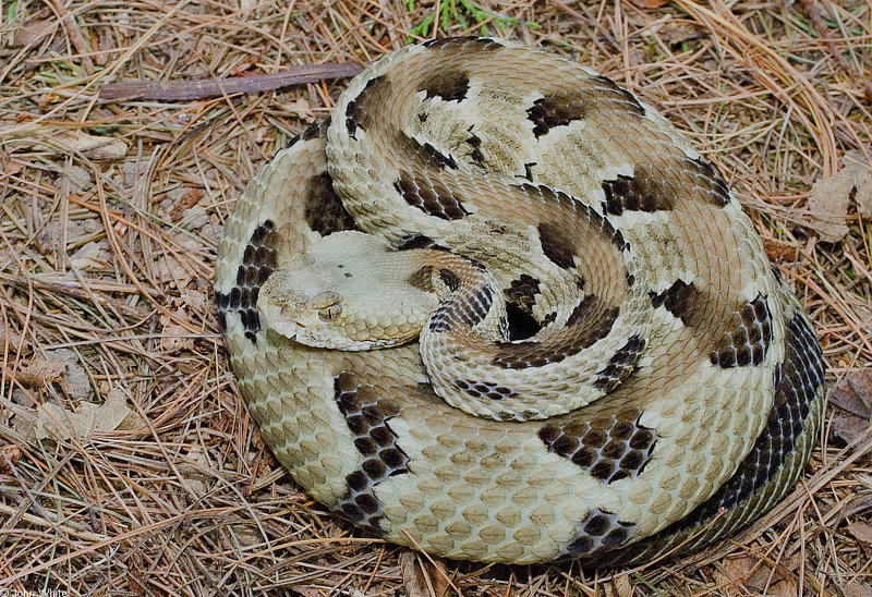 Timber Rattlesnake (Crotalus horridus horridus).jpg