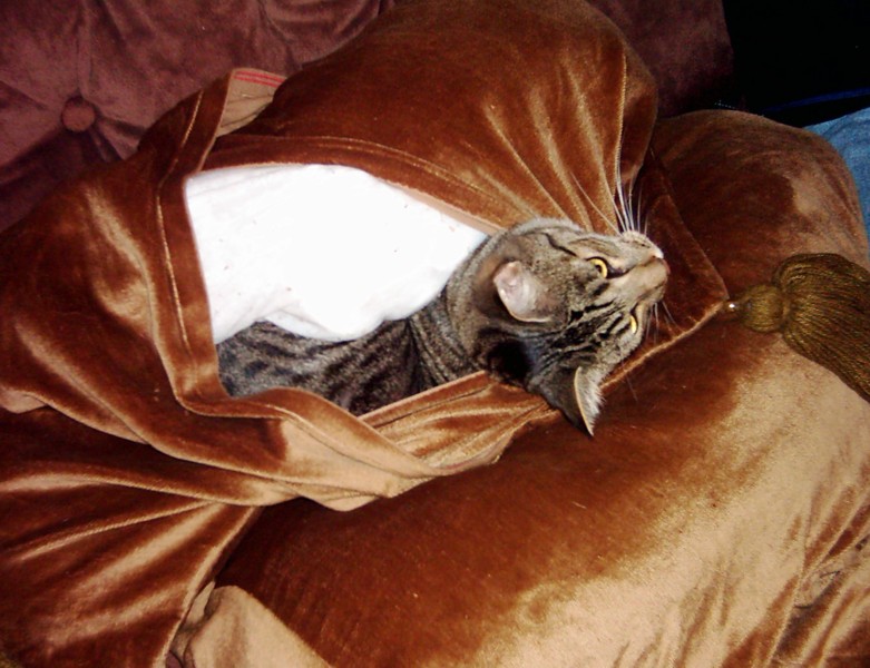 cushion 4.jpg